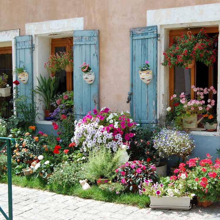 Sommerblumen