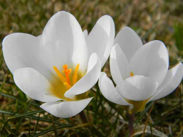 Krokusse-weiss