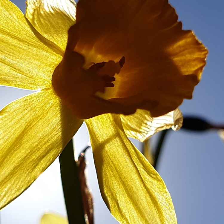 Sonnenblume