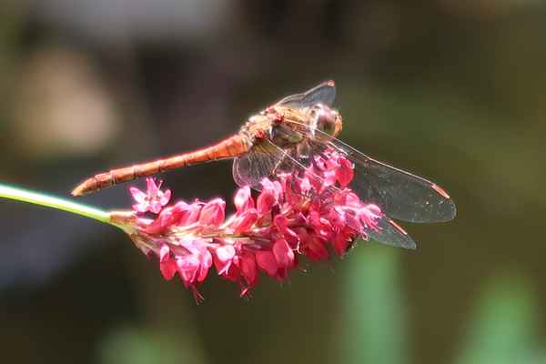 Mit Licht gezeichnet