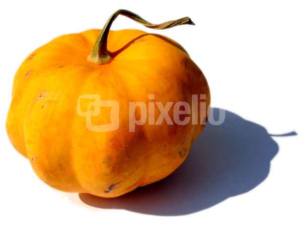 Zierkürbis.