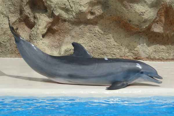 Delphin