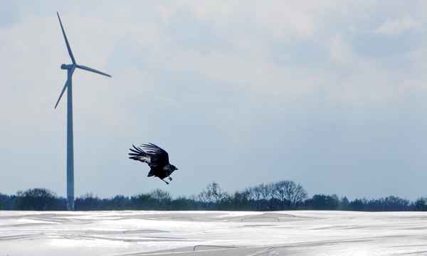 krähe überm spargelfeld 2