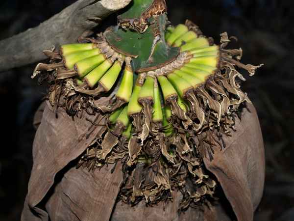 Bananenstaude verblüht