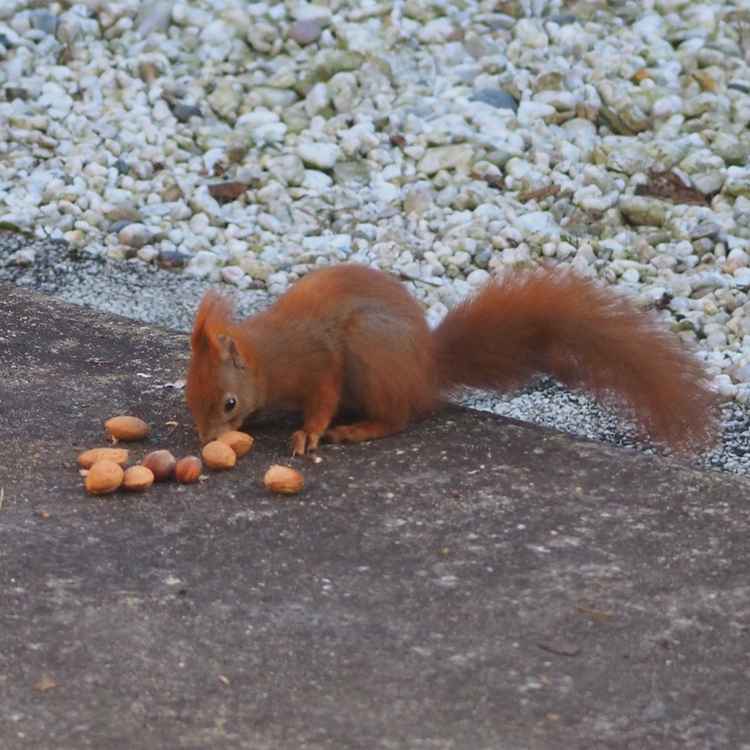 Eichhörnchenfütterung