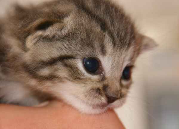 Katzenbaby ...