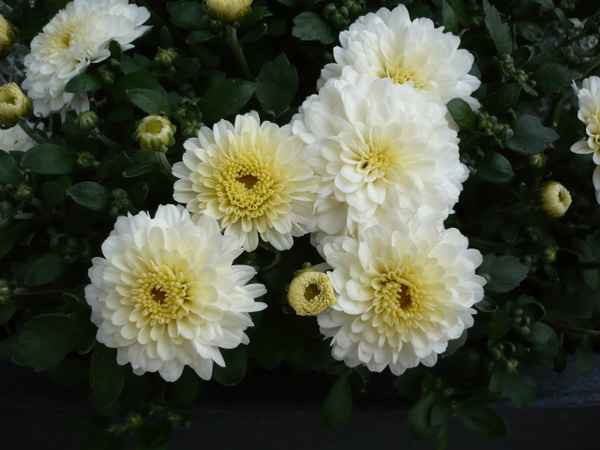 Schöne   Blumen