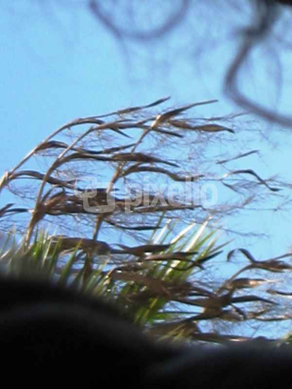 Windbrise