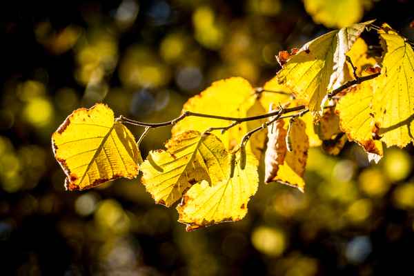 Herbstgold