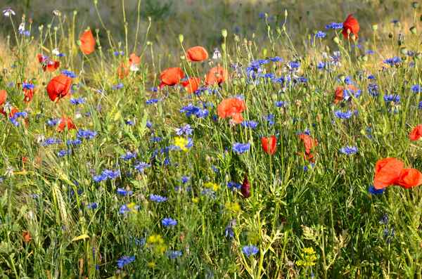 Roter Mohn wird wieder blühn