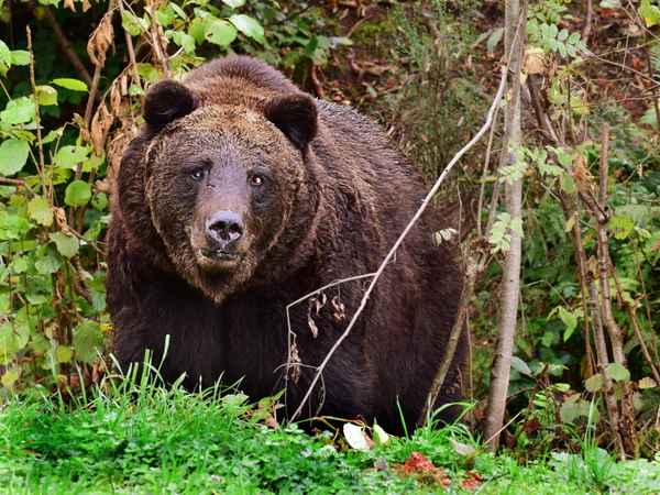 Schwarzwald-Bär
