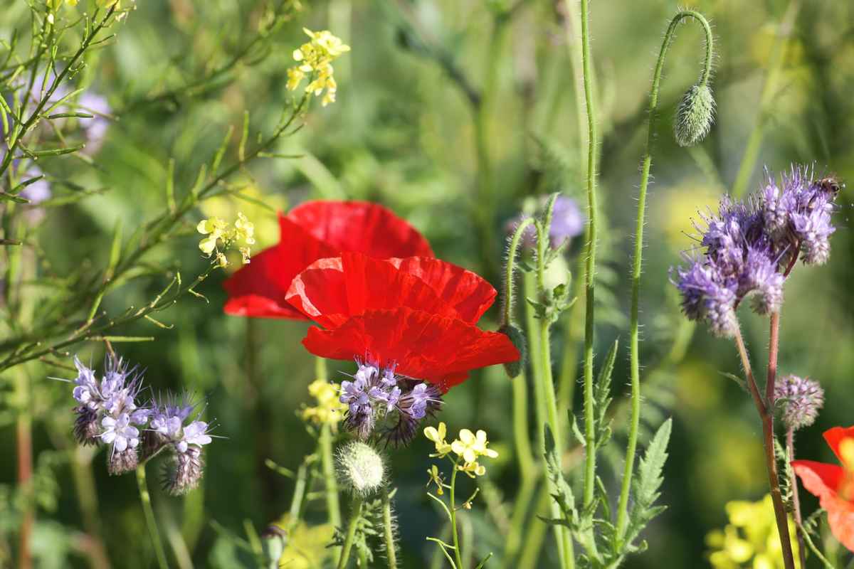 klatschmohn