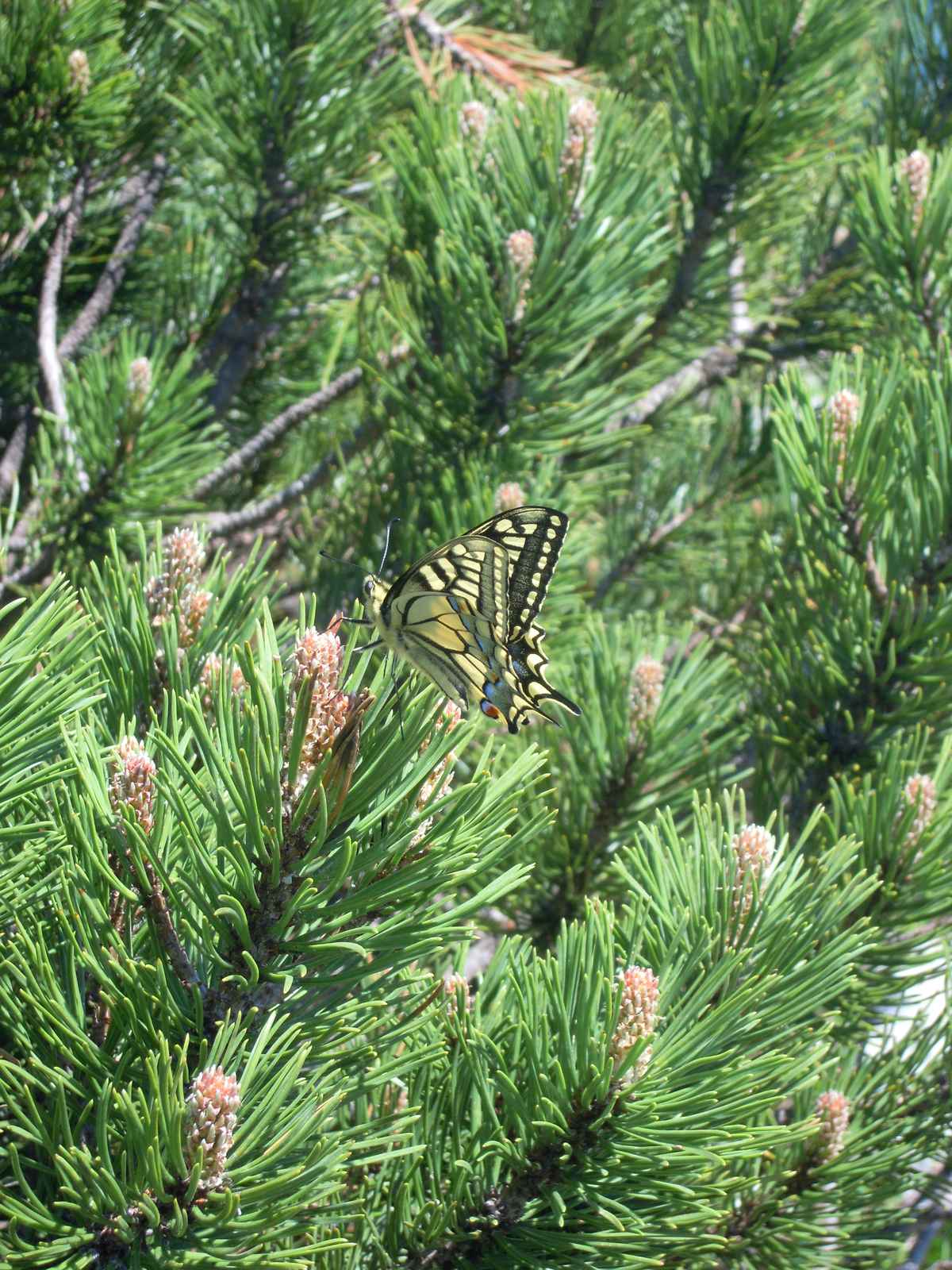 Schwalbenschwanz im Grünen