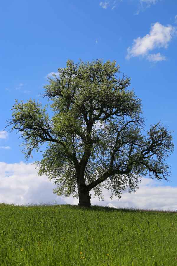 Mein Freund der Baum