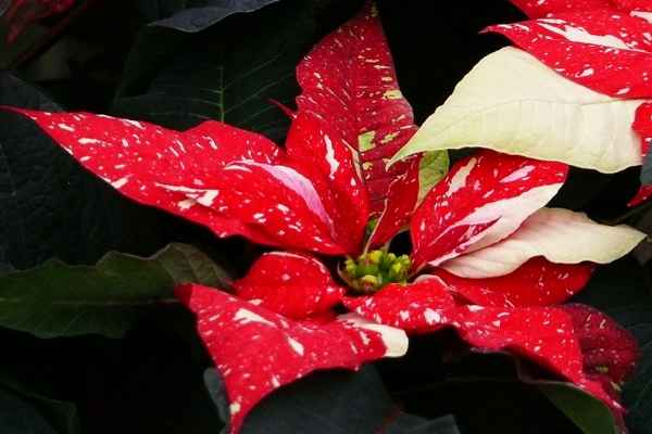 "Weihnachtsstern"