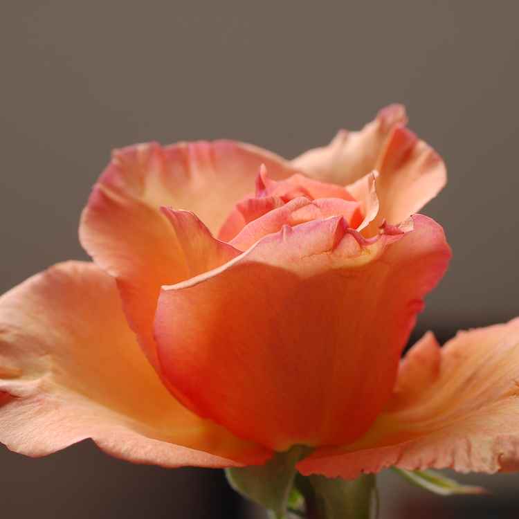 Zarte liebe