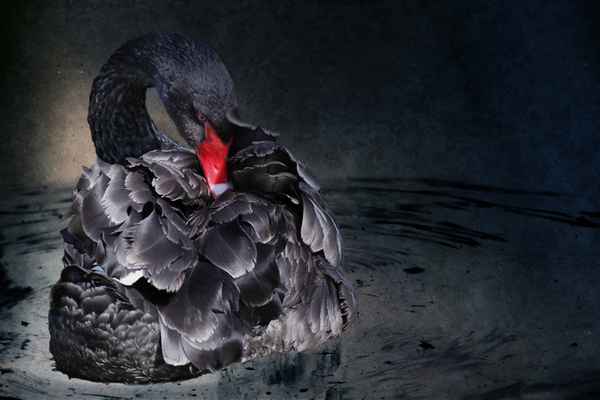 BLACK SWAN