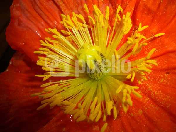 Mohnblume