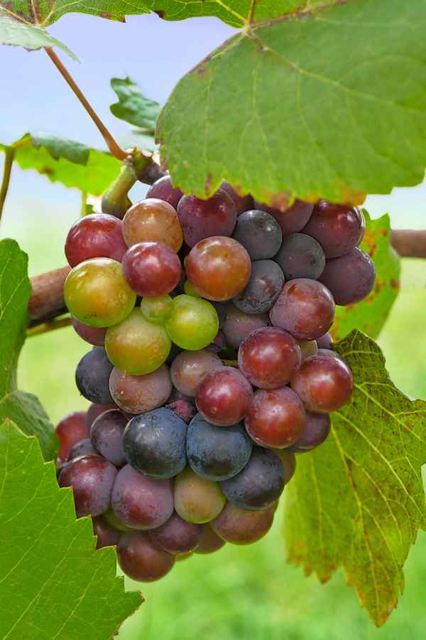 "farbenfrohe" Weinrebe