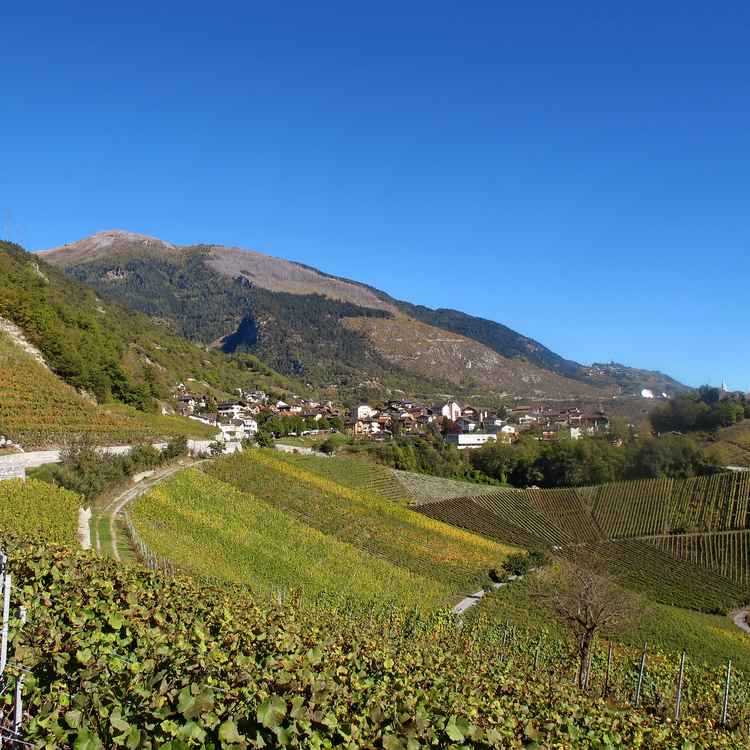 Weinbau-Dorf Salgesch