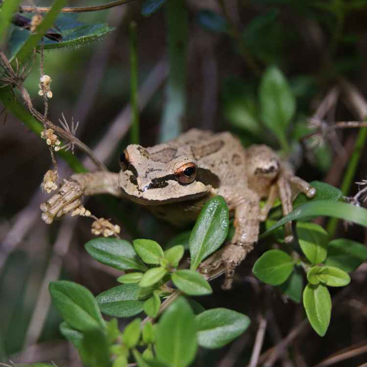 Frosch