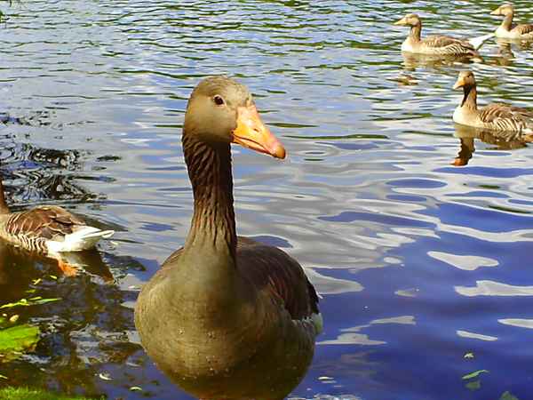Ein tolles Bild einer Gruppe Gänse