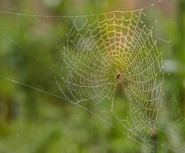 Spinne am Morgen