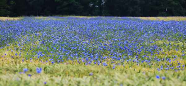 korn und blumen