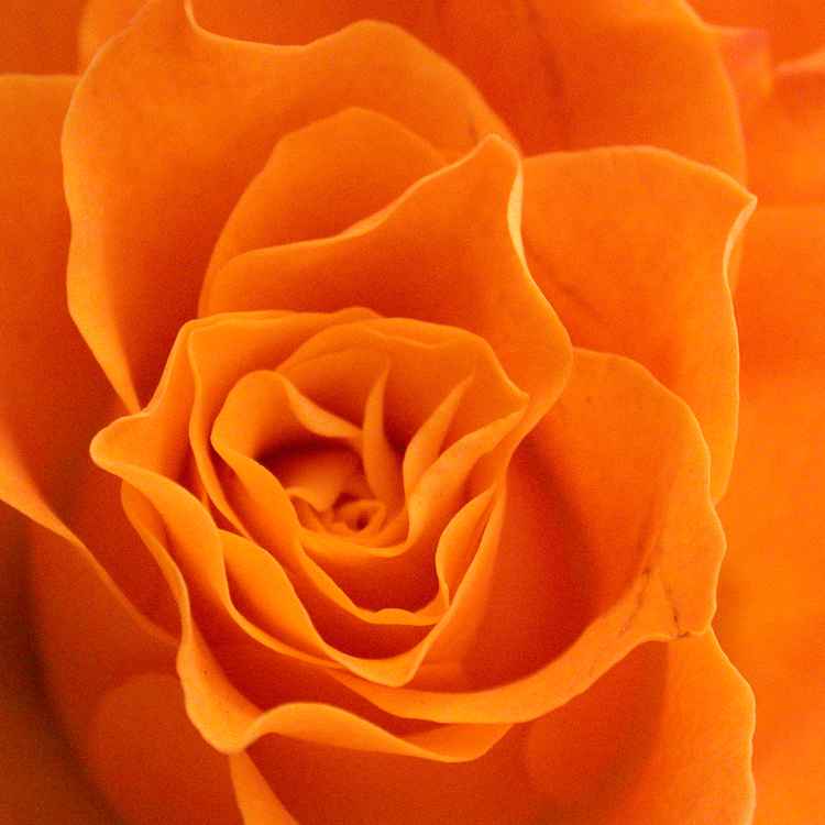 rosen 01