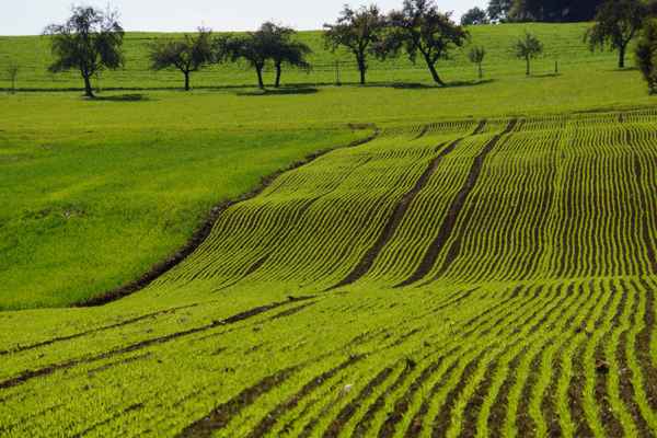 Wintersaat und Streuobstwiesen