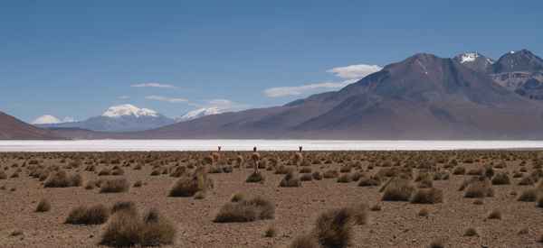 Chile 2013