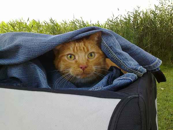 Unsichtbarer Kater ;-)