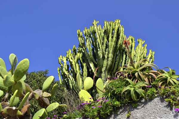 Impressionen aus Ischia - Kakteengewächse