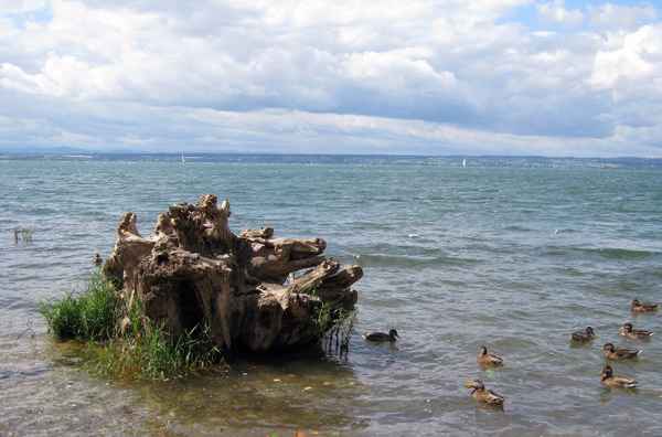 "Alle meine Entchen" am Bodensee