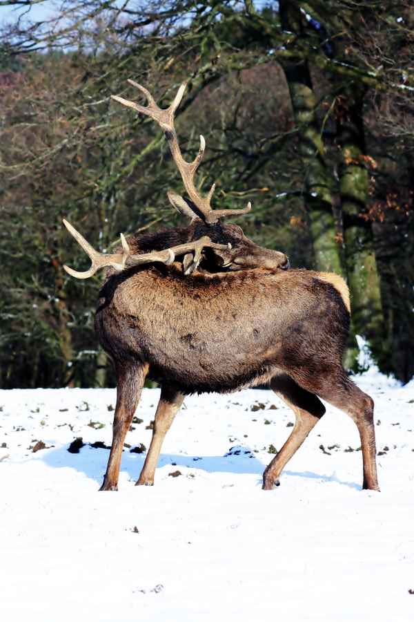 Hirsch