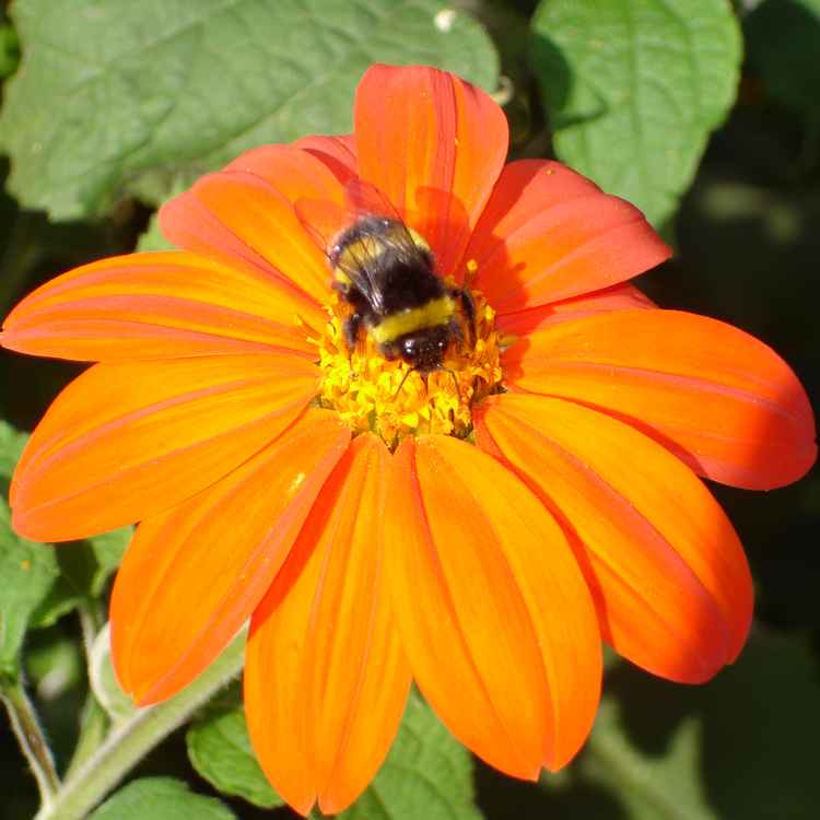 hummel4