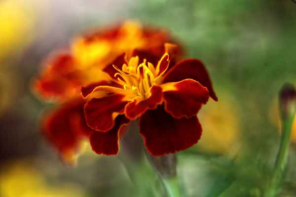 Studentenblume