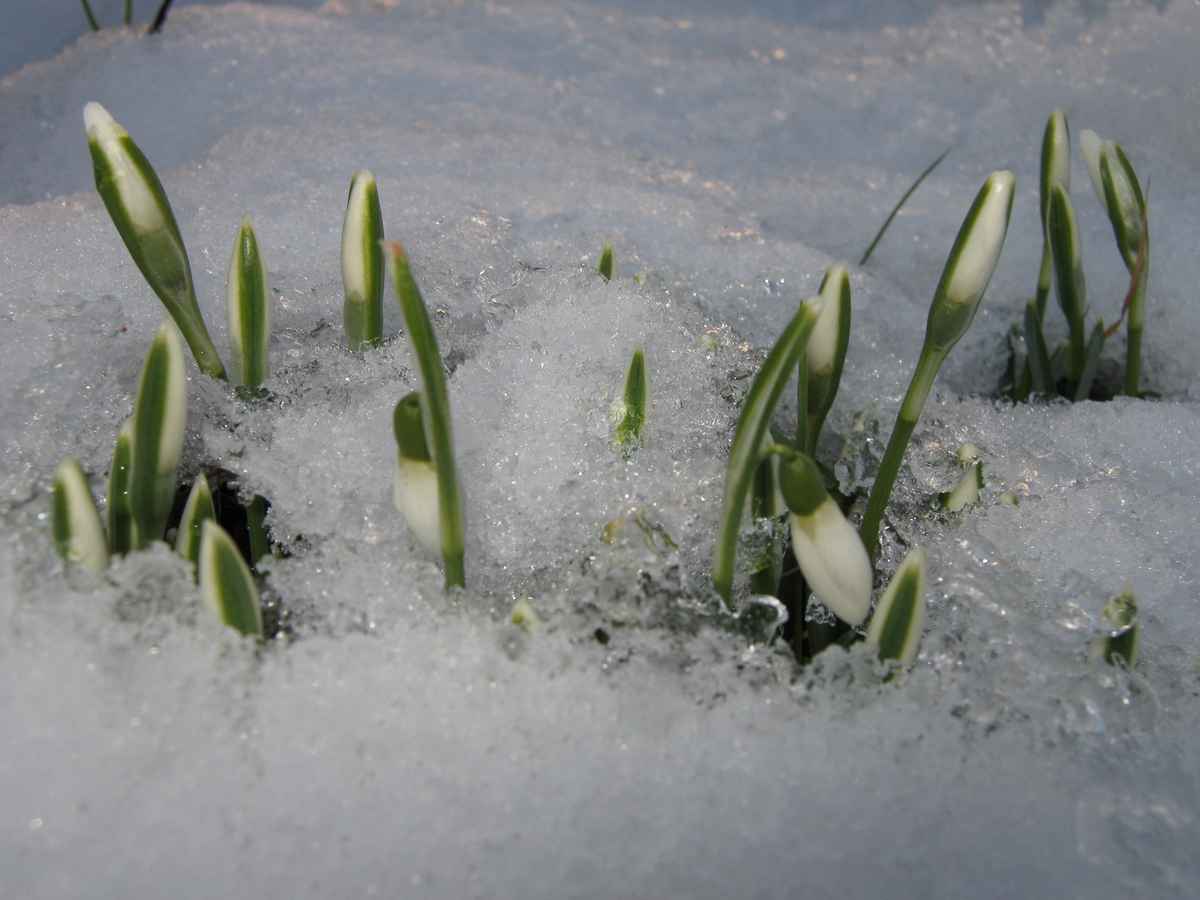 Schneeglöckchen im Eis