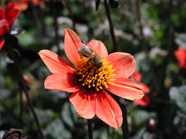 Blume mit Biene