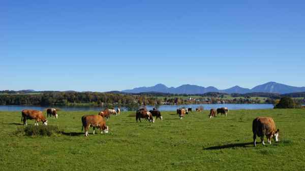 Milchwirtschaft in Bayern
