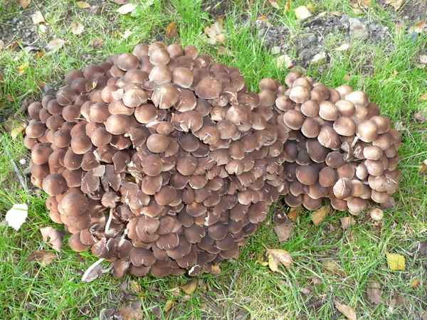 1,2,3,4,5 .......... Pilze