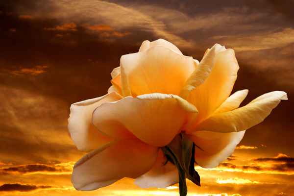 Die letzte Rose