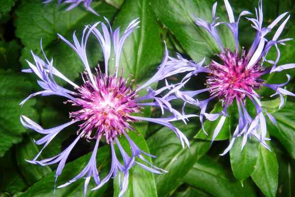 Berg-Flockenblume