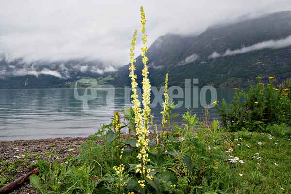Am Strynsee 2