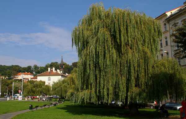 Trauerweiden im Park Klarov