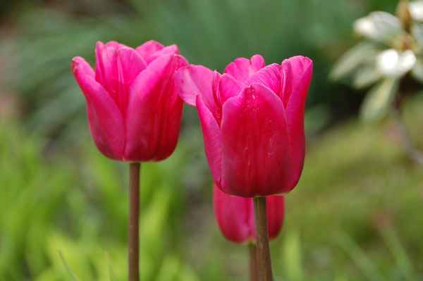 Tulpen 21