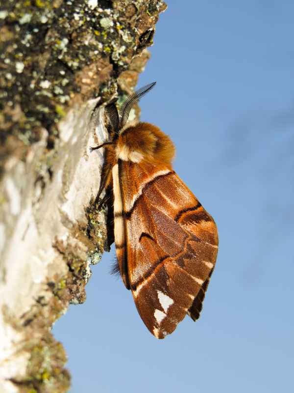 Birkenspanner (Endromis versicolora), Männchen in der Sonne