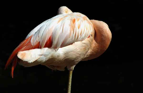 Flamingo 2