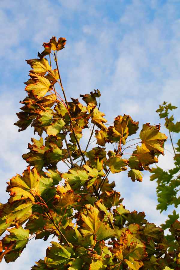 Goldener Frankenherbst