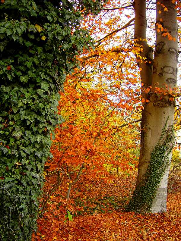 Nur der Efeu ist noch grün